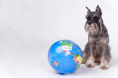 Dog and the globe