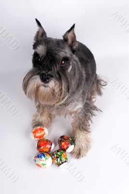 Dog and easter eggs