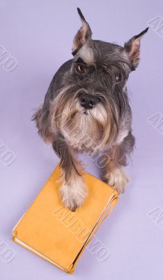 The dog sits