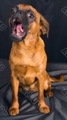 The dog sits