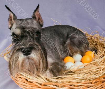 The dog hatches out eggs