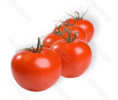 A line of tomatoes