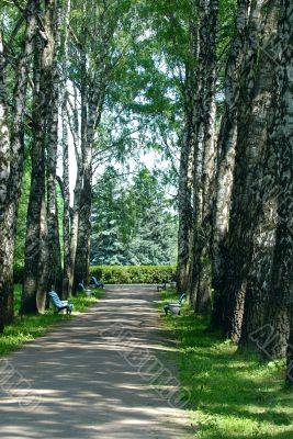 Avenue of birches