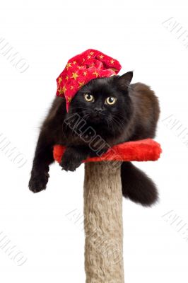 black cat in a red cap isolated