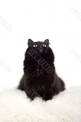 cute black cat on the white fur isolated