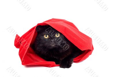 cute black cat in a red bag isolated