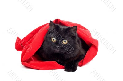 cute black cat in a red bag isolated
