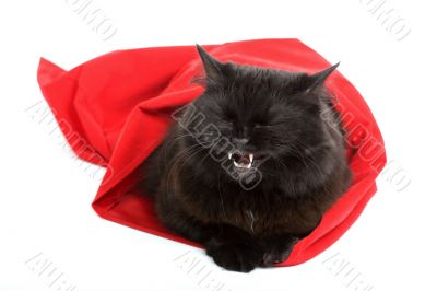 cute black cat in a red bag isolated