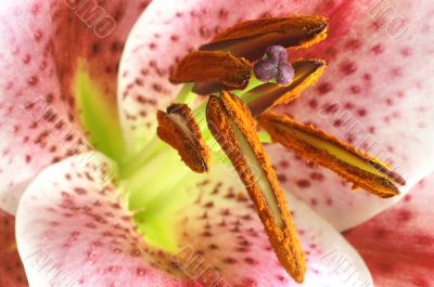 abstract close up of lily