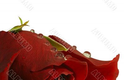 abstract rose with a water drops