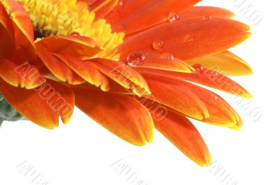 gerbera daisy with a water drops