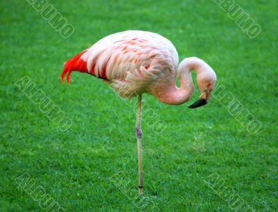 Flamingo Stand
