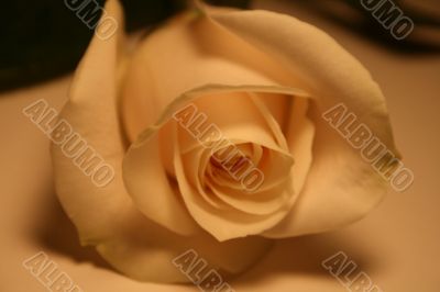 Beautiful White Rose