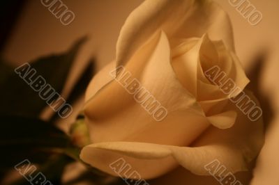 Beautiful White Rose