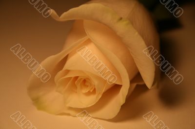 white rose