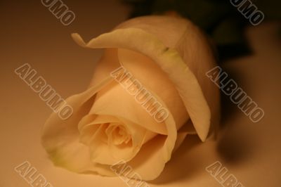 white rose