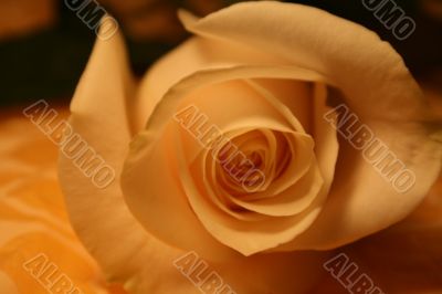 white rose