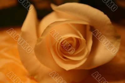 white rose