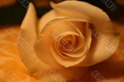 white rose