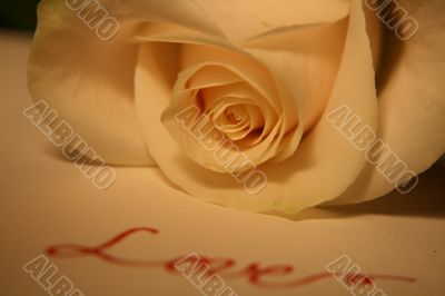 Valentine Rose
