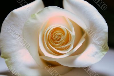 white rose