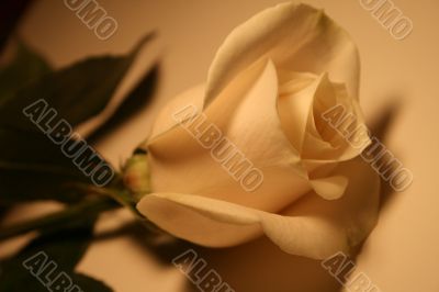 Valentine Rose