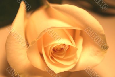 Valentine Rose
