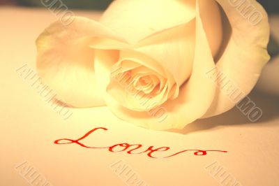 Valentine Rose
