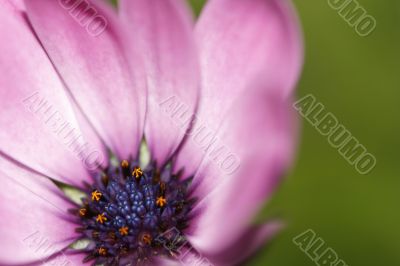 African daisy flower close-up