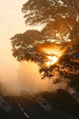 Morning light shining through a tree