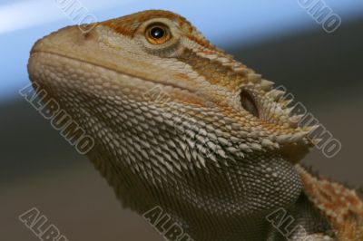 Lizard portrait