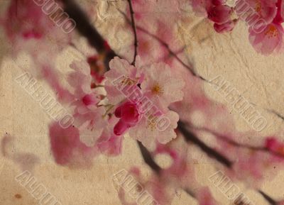 old-fashioned flower