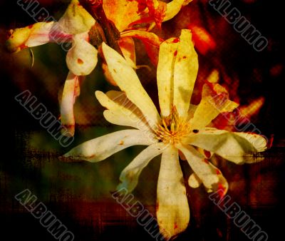 old-fashioned flower