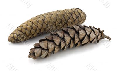 Pine Cones