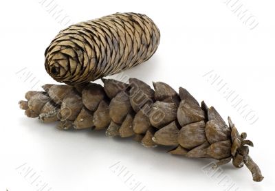 Pine Cones