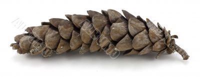 Pine Cone