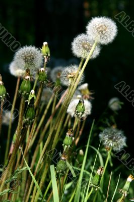Dandelions.