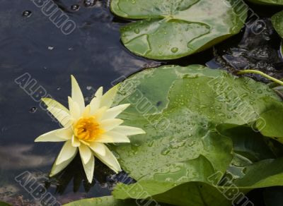 Yellow Water Lilly