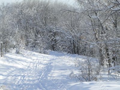 Snow-covered trees