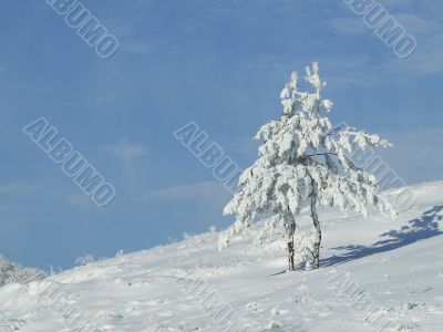 Snow-covered fir or pine