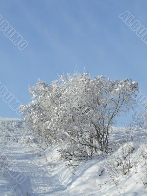 Snow-covered trees