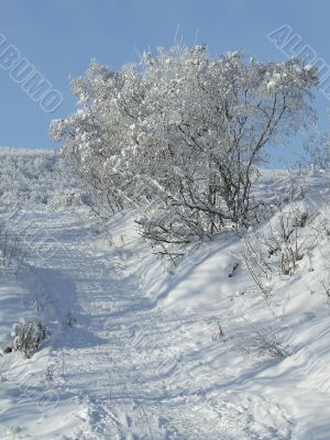 Snow-covered trees