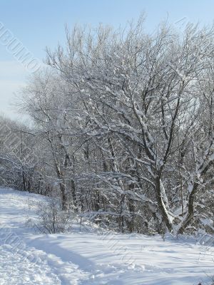 Snow-covered trees