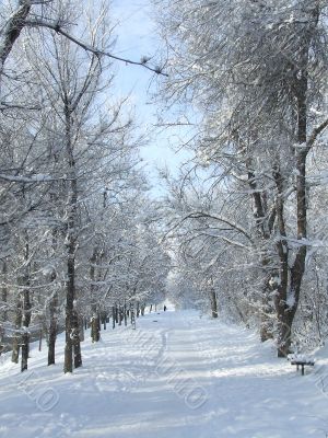 Snow-covered alley