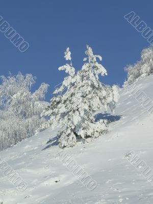 Snow-covered fir or pine