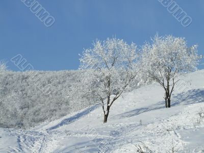 Snow-covered trees