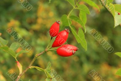 Red Hip
