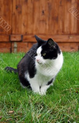 Sitting Cat