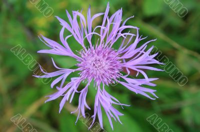 Cornflower