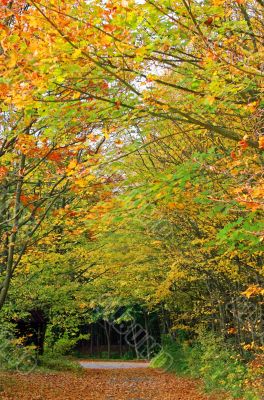 Autumn Forest Track